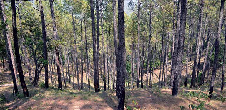 ranikhet